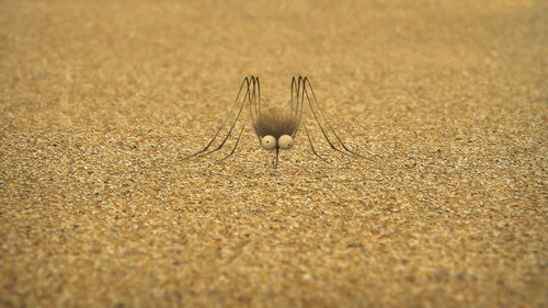 The mosquito of the caribbean
