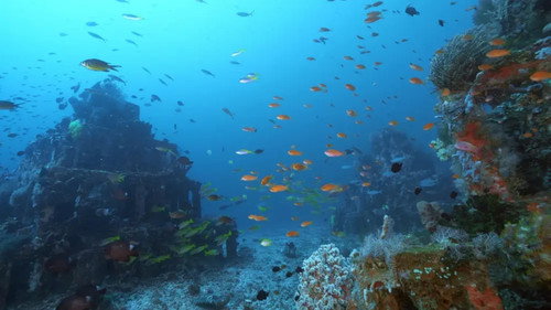 Triangle de Corail Merveilleuse biodiversité marine S1E4 backdrop