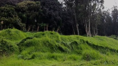 Wakcha Tamya image 4