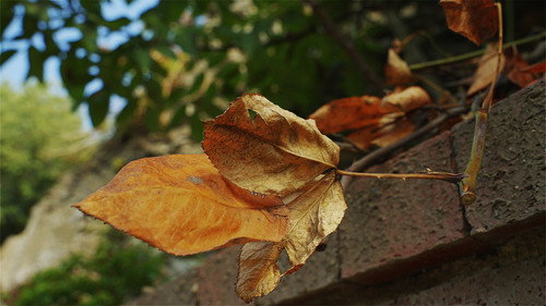 The Leaf Covered in Hoarfrost