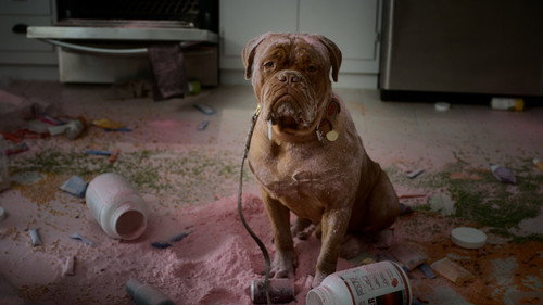 Turner & Hooch