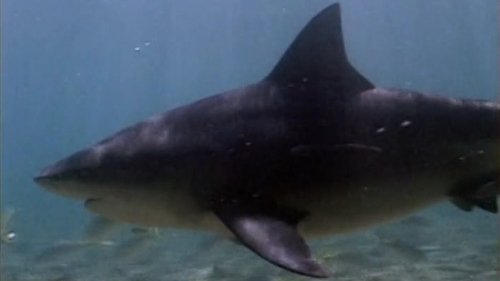 Image de l'épisode 12