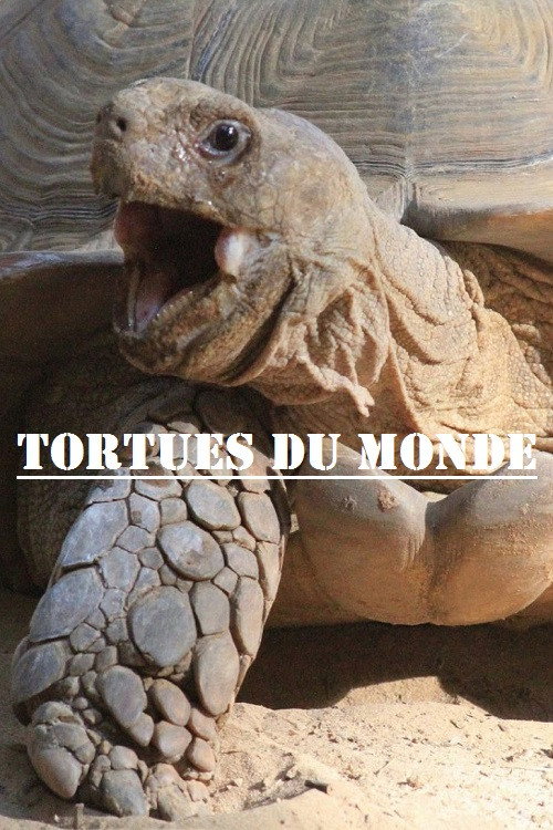 Turtles of the World
