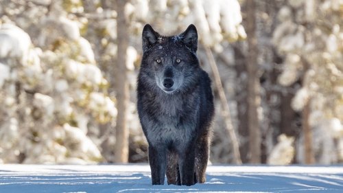 backdrop Une année parmi les loups