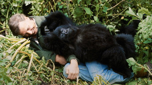 A Gorilla Story: Told by David Attenborough