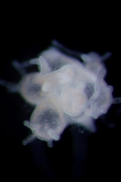 The Problem of the Hydra