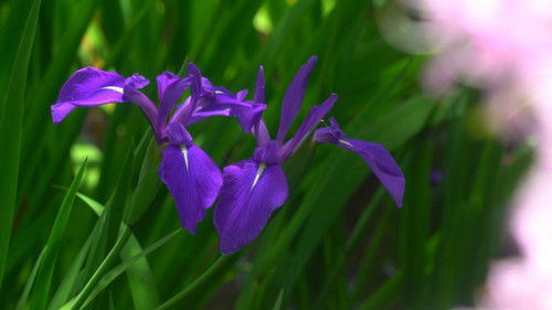 Beginning of Summer (Rikka)