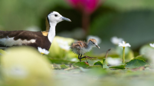 Parenthood: Freshwater