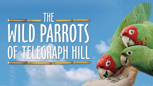 The Wild Parrots of Telegraph Hill