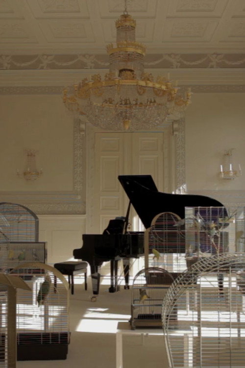 Playing to the Birds