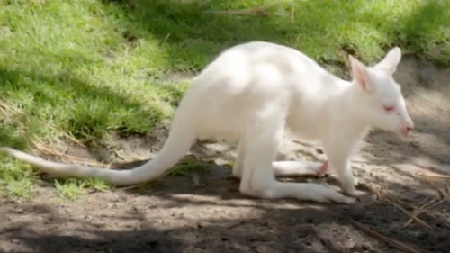 Baby Wallaby Debut