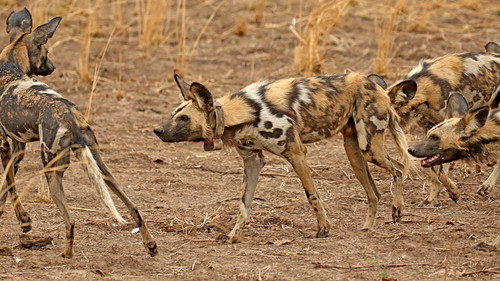 Wild Dogs: Running with the Pack