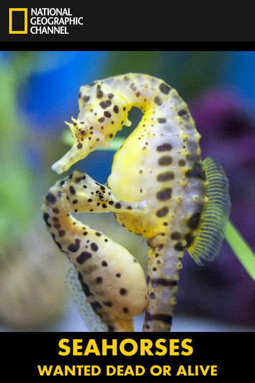 Seahorses: Wanted Dead or Alive