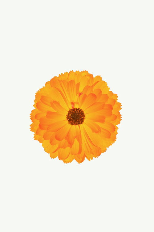 Pòster de Best Exotic Marigold Hotel Collection