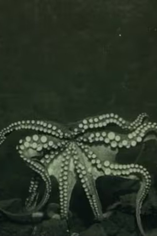 La vita negli abissi del mare: Molluschi poster