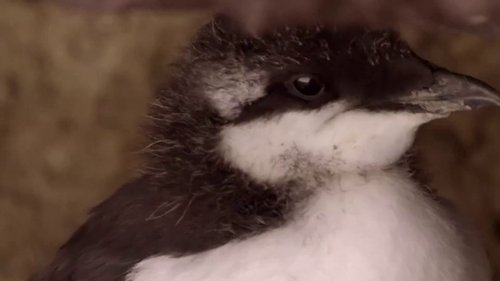 If I Were a Guillemot