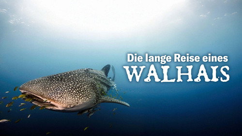 Die lange Reise eines Walhais Bild 1