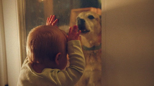 Good Dog Backdrop Blur