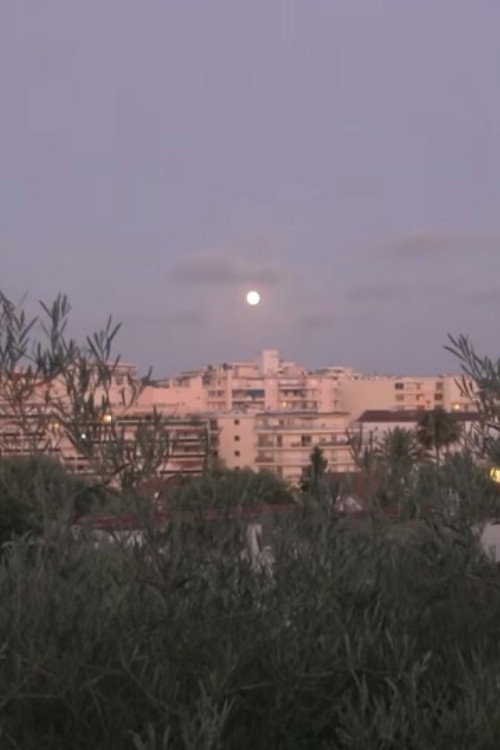 By the Olive Trees and the Moon