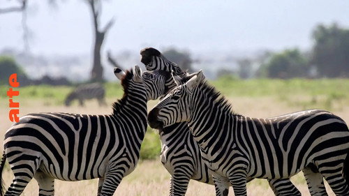 Animal Social Network