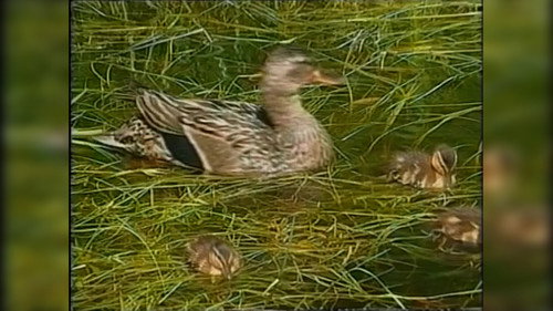 Geysers and Hot Springs, Beakmania & Kidneys