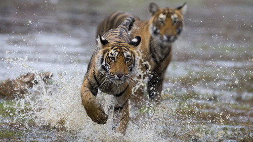 Clash of Tigers Backdrop Blur