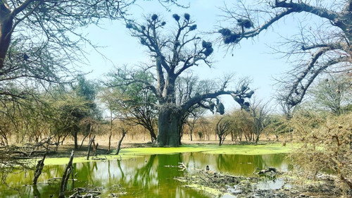L'ulivo e il baobab Backdrop Blur
