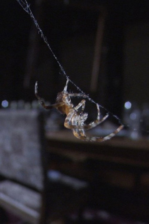 The Amazing Spider House‎