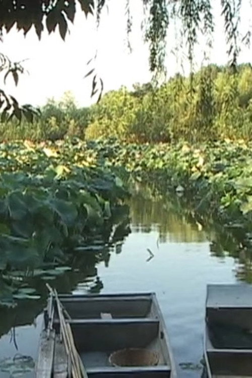 Summer Wind on Xuanwu Lake