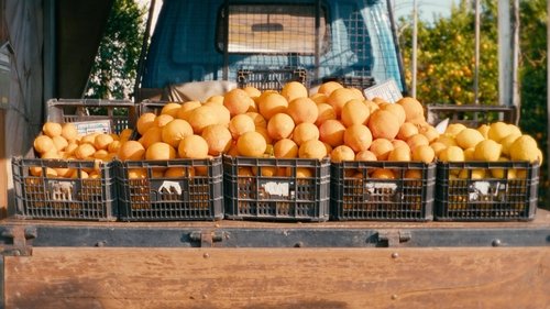 O Tempo De Comer Uma Laranja image 4