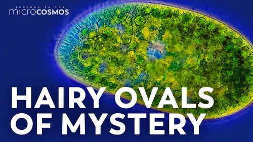 Paramecium: The White Rat of Ciliates