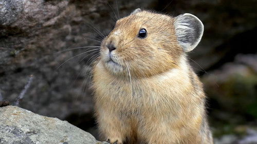 Canada's Wild Untamed