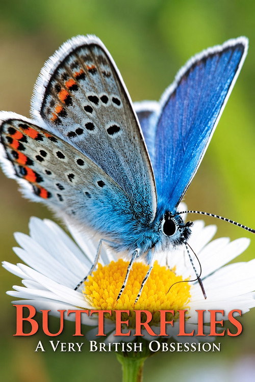 Butterflies: A Very British Obsession