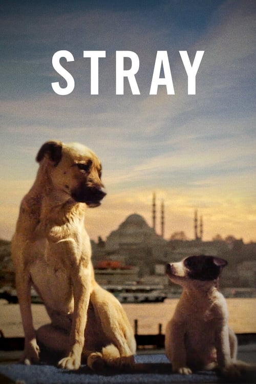 Grootschalige poster van Stray