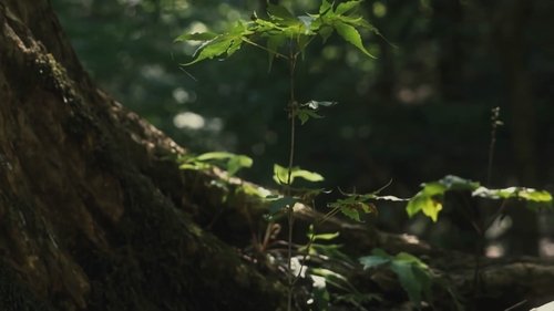 Image de l'épisode 19