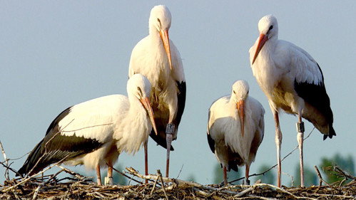 Klappern gehört zum Geschäft: Europas größtes Storchendorf