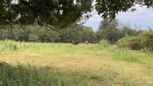 Horse