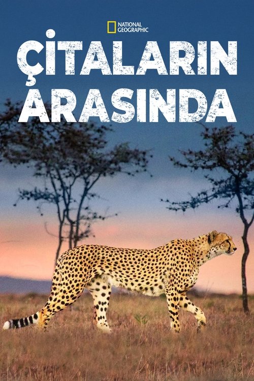 Man Among Cheetahs