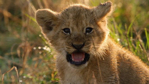 Lions: Africa's Super Power