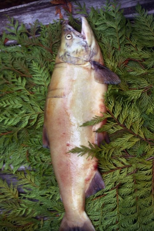 Salmon 1975