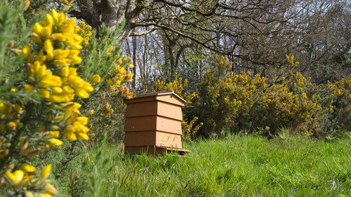 Segredos das Abelhas: 1×2