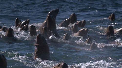 Alasca: Reabilitação Selvagem Episódio 1