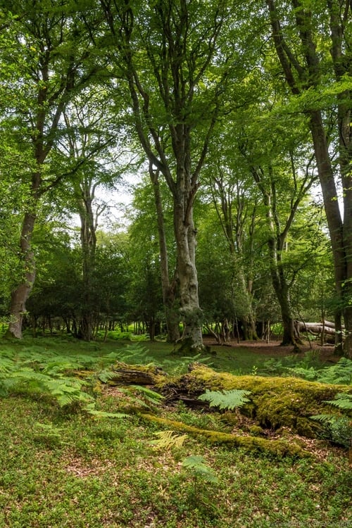 Trees: A Tale of Two Trees and a Swing 2020