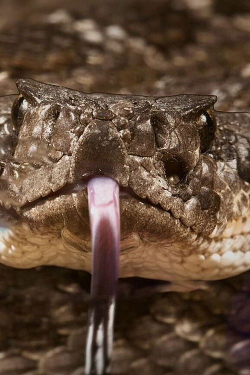 Season 1 (2022) - Season 1 poster and promotional image