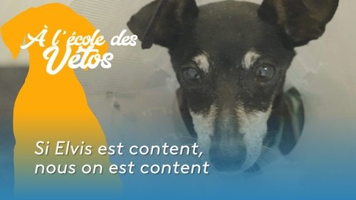 Si Elvis est content, nous on est content