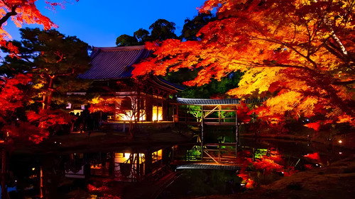 京都 紅葉 夜もみじ ブルーレイ Backdrop Blur