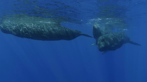 Song of the Sperm Whale