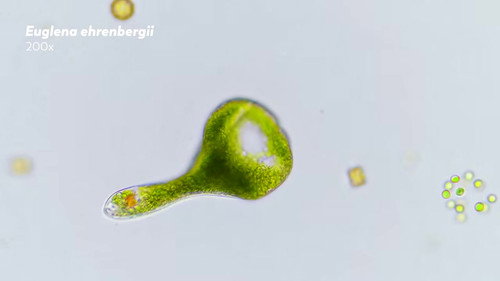Euglenoids: Single-Celled Shapeshifters