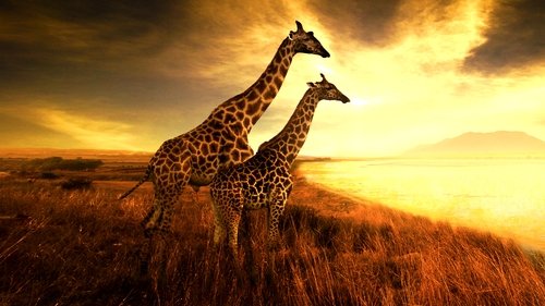 A Arca das Girafas
