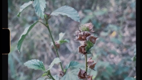 Breve como la infancia